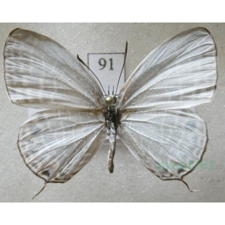 Jamides alecto (Felder, 1860) Philippines91